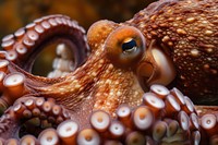 Octopus tentacle animal pomacentridae.