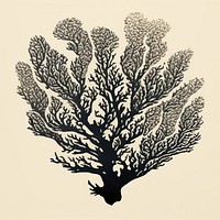 Coral drawing nature sketch.