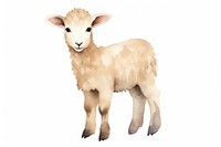 Lamb livestock animal mammal.