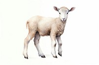 Lamb livestock animal mammal.