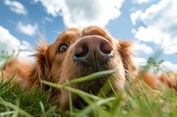 Retriever outdoors mammal animal.