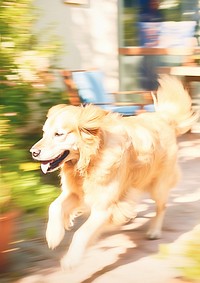 Motion blur golden retriever mammal animal speed.