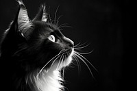 Black and white aesthetic cat photo mammal animal black.