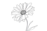 Continuous line drawing daisy flower sketch plant white.