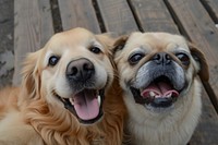 Selfie of golden retriever and pug smiling animal mammal.