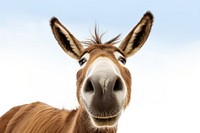 Donkey Selfie animal mammal horse.