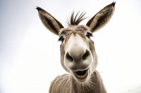 Donkey Selfie wildlife animal mammal.
