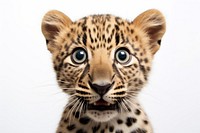 Leopard Selfie wildlife cheetah animal.