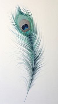 Peacock feather drawing sketch.