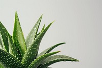 Aloe vera plant xanthorrhoeaceae freshness.