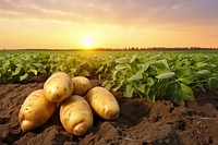 Fresh organic potato farming agriculture vegetable outdoors.