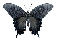 Black butterfly animal insect white background.