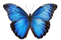 Blue butterfly animal insect white background.