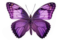 Purple butterfly insect animal white background.