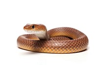 Eastern brown snake reptile animal white background.