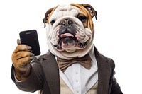 Selfie english bulldog animal mammal adult.