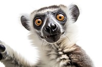 Selfie lemur wildlife animal mammal.