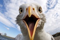 Selfie seagull animal bird beak.