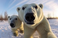 Selfie two polar bears wildlife animal mammal.