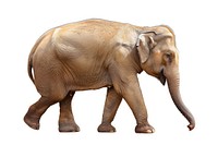 Elephant wildlife animal mammal.