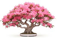 Azalea blossom bonsai flower.