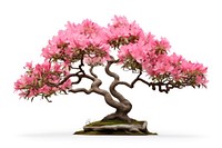 Azalea blossom bonsai flower.