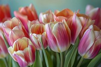 Bouquets of tulips squeezed close together outdoors blossom flower.