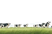 Cow line horizontal border cow livestock grassland.