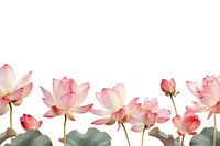 Lotus line horizontal border blossom flower petal.