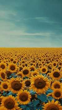 Minimal space Drone view of vast sunflower field landscape outdoors nature.