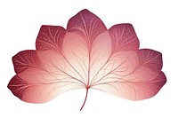Lotus Leaf leaf pattern plant.