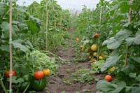 Vegetable garden agriculture gardening outdoors.