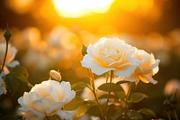White rose garden sunlight outdoors blossom.