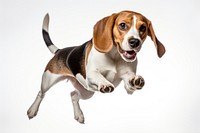 Jumping Beagle dog beagle animal mammal.