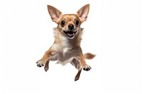 Jumping dog chihuahua mammal animal.