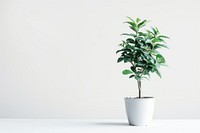 Potted plant bonsai leaf tree.