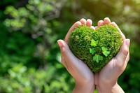 Hand holding green planet Earth in shape of heart plant leaf environmentalist.