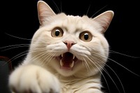 Selfie bayby fat javanese cat animal mammal kitten.