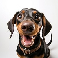 Selfie good boy dachshund animal mammal hound.