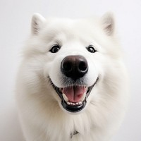 Selfie good boy samoyed mammal animal white.