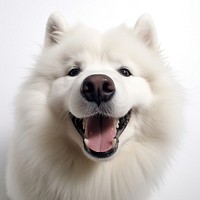 Selfie good boy samoyed mammal animal white.