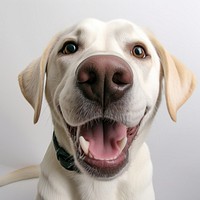 Selfie good boy white labrador animal mammal pet.