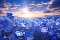 Blue flower fields landscape panoramic sunlight.