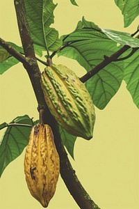 Cacao tree plant leaf food.
