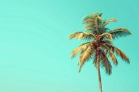 Coconut tree backgrounds outdoors nature.