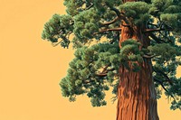 Giant sequoia tree outdoors nature forest.