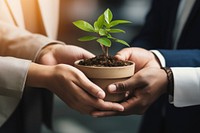 Business people hands holding seedlings planting leaf togetherness.