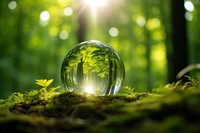 Earth Globe Glass In Green Forest sunlight green outdoors.