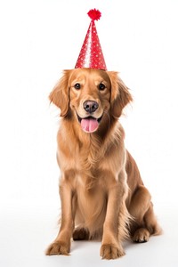 Side view of a Cute dog with red party hat celebration mammal animal.