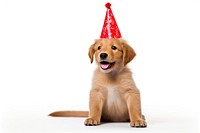 Side view of a Cute dog with red party hat and blow-out celebration mammal animal.